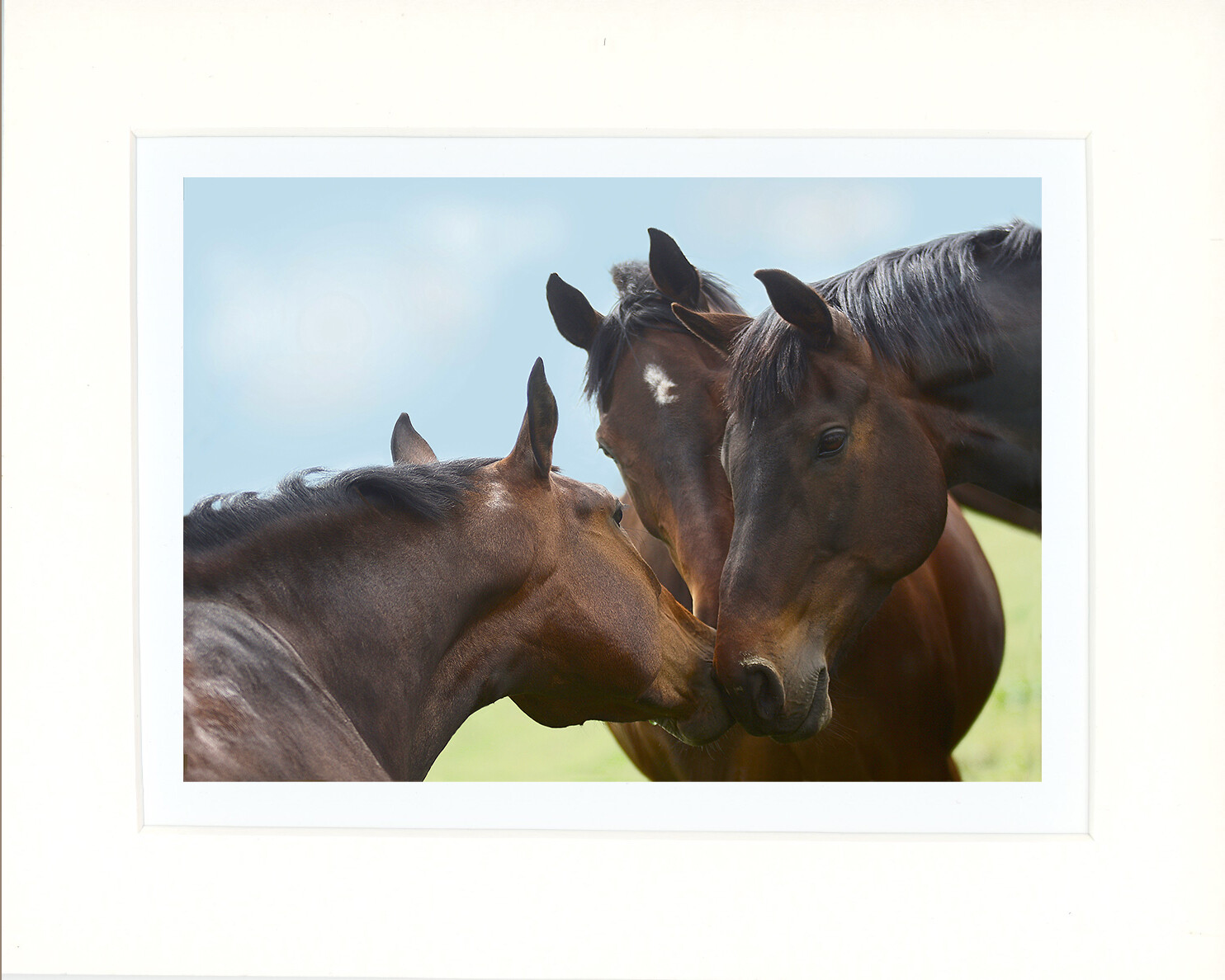 The Horse Whisperers