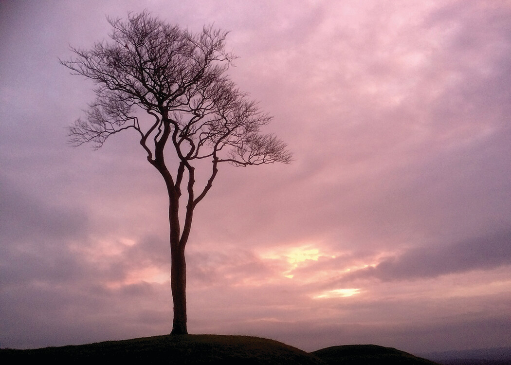 Pink Evening Sky