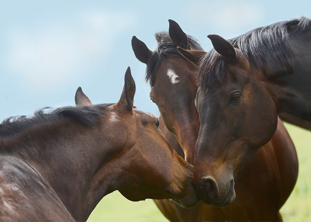 The Horse Whisperers