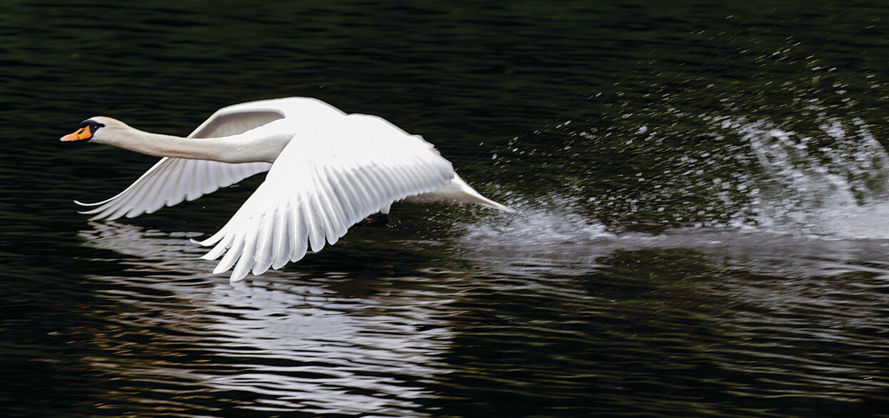 Swan on the Don