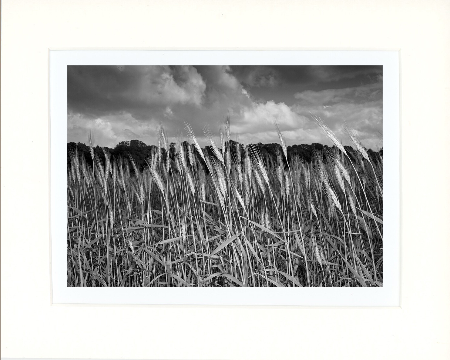 Barley