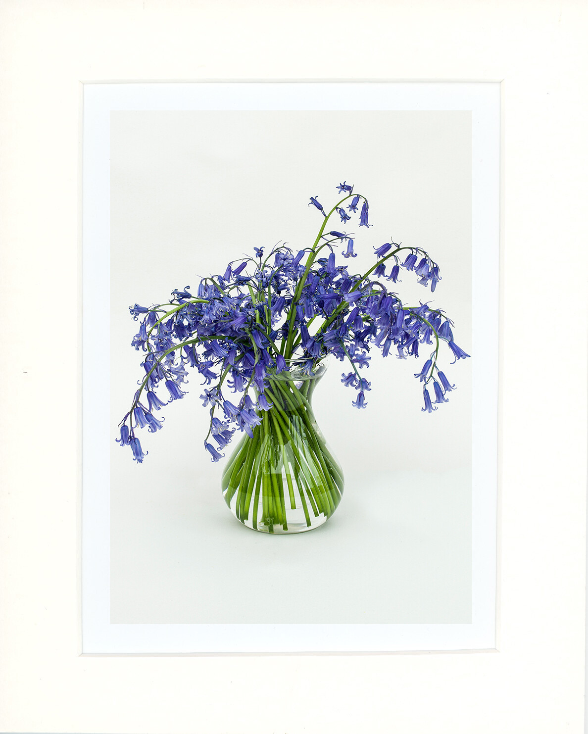 Bluebells