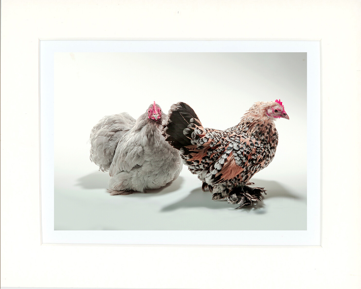 Chickens