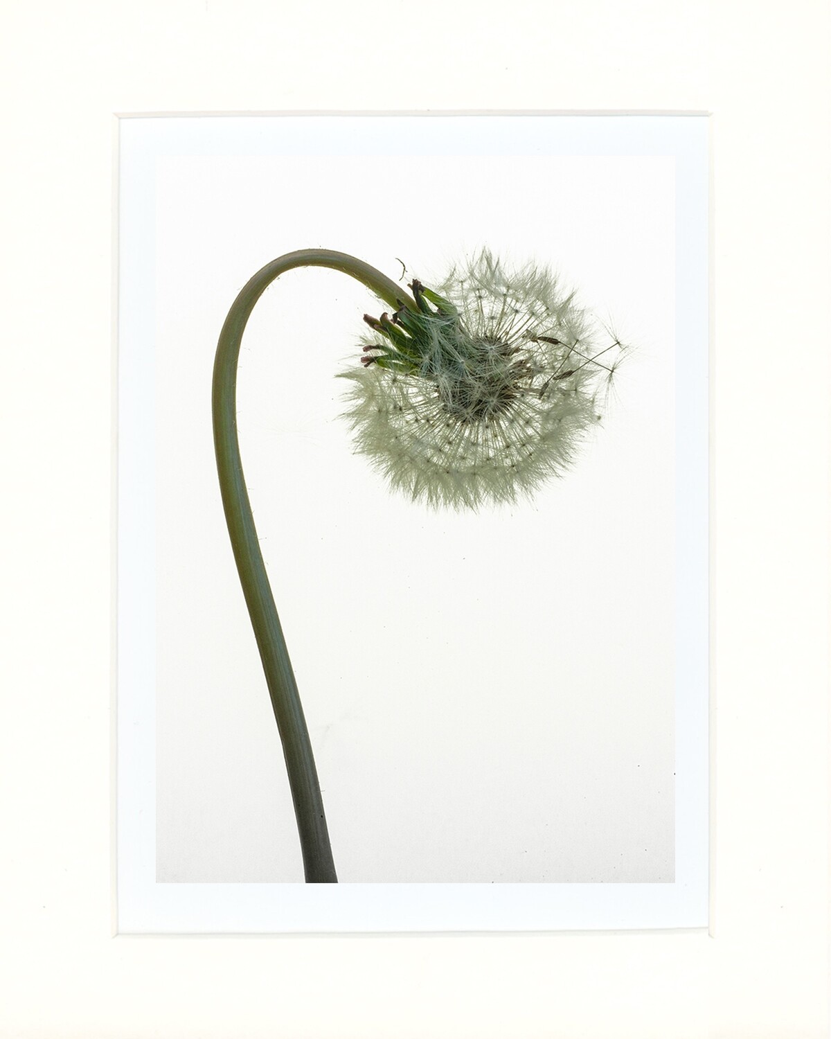 Dandylion Clock