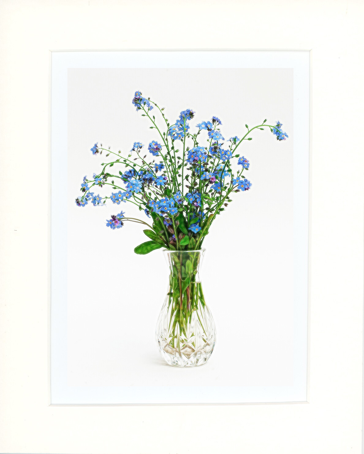 Forget-Me-Not