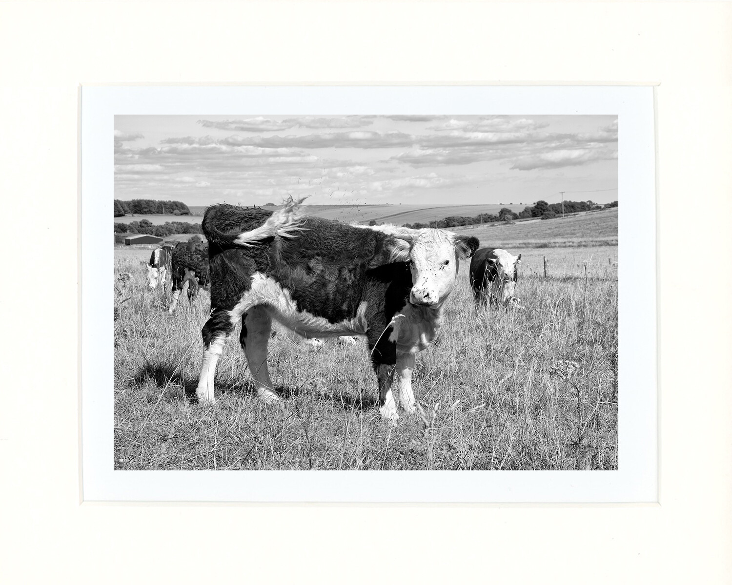 Hereford Calf