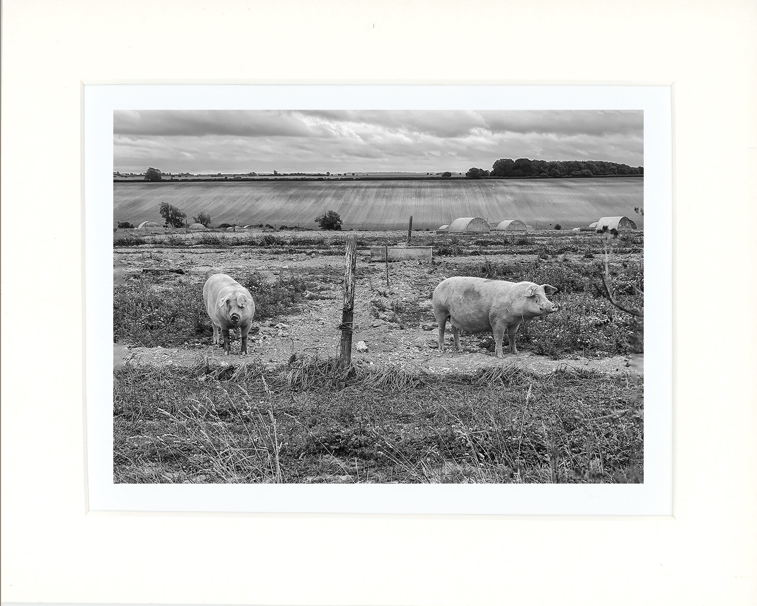 Pigs on Guard