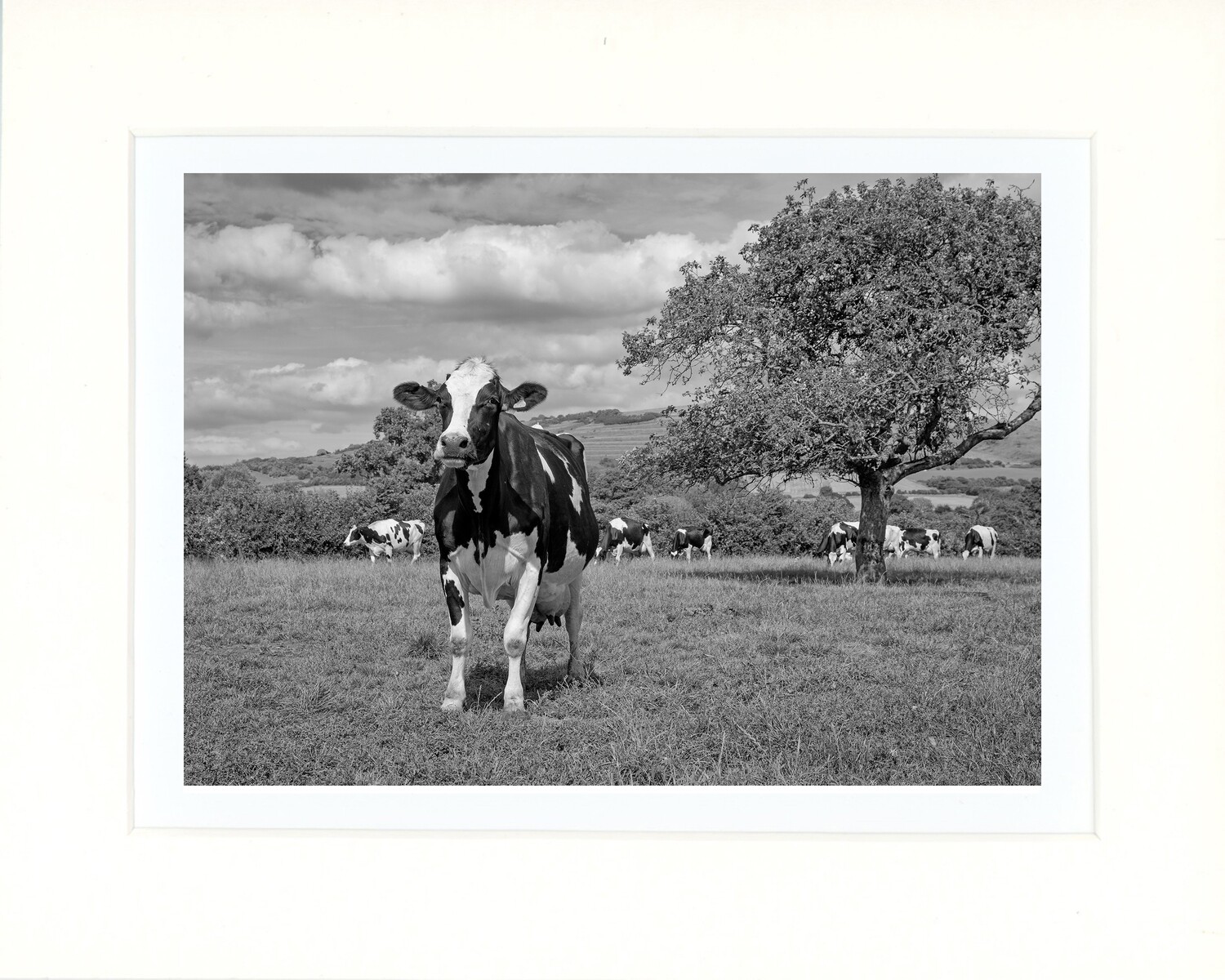 The Herd II