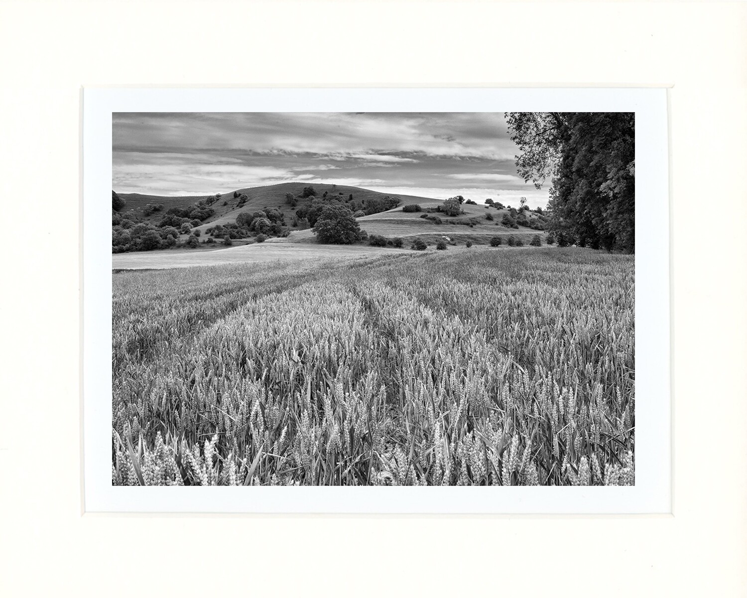 Wheat
