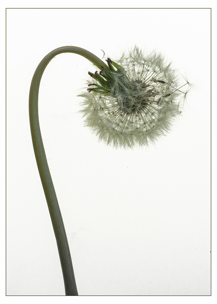 Dandylion Clock