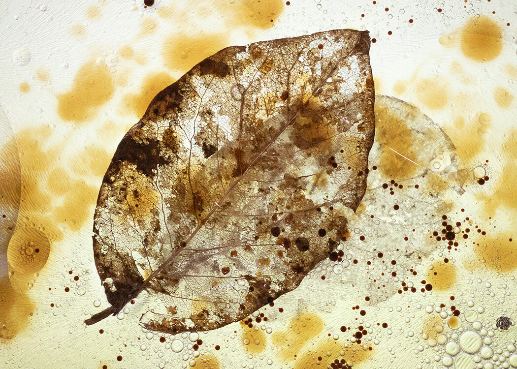 Leaf