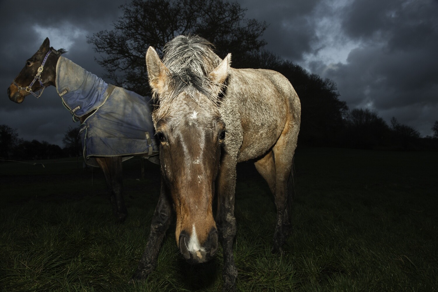 Muddy Horse II