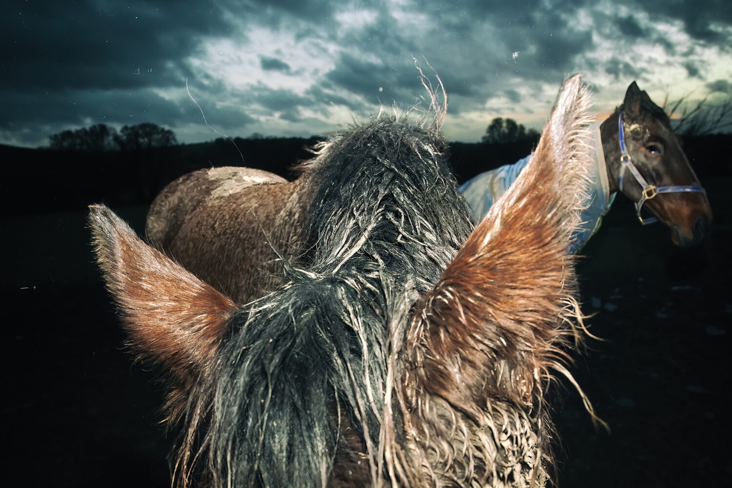 Muddy Horse I