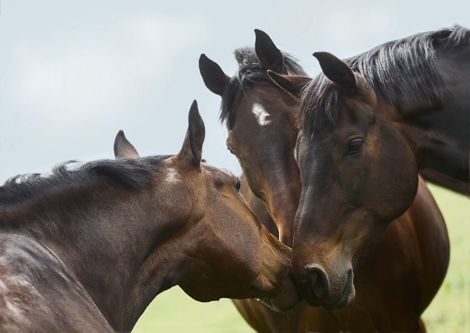 The Horse Whisperers