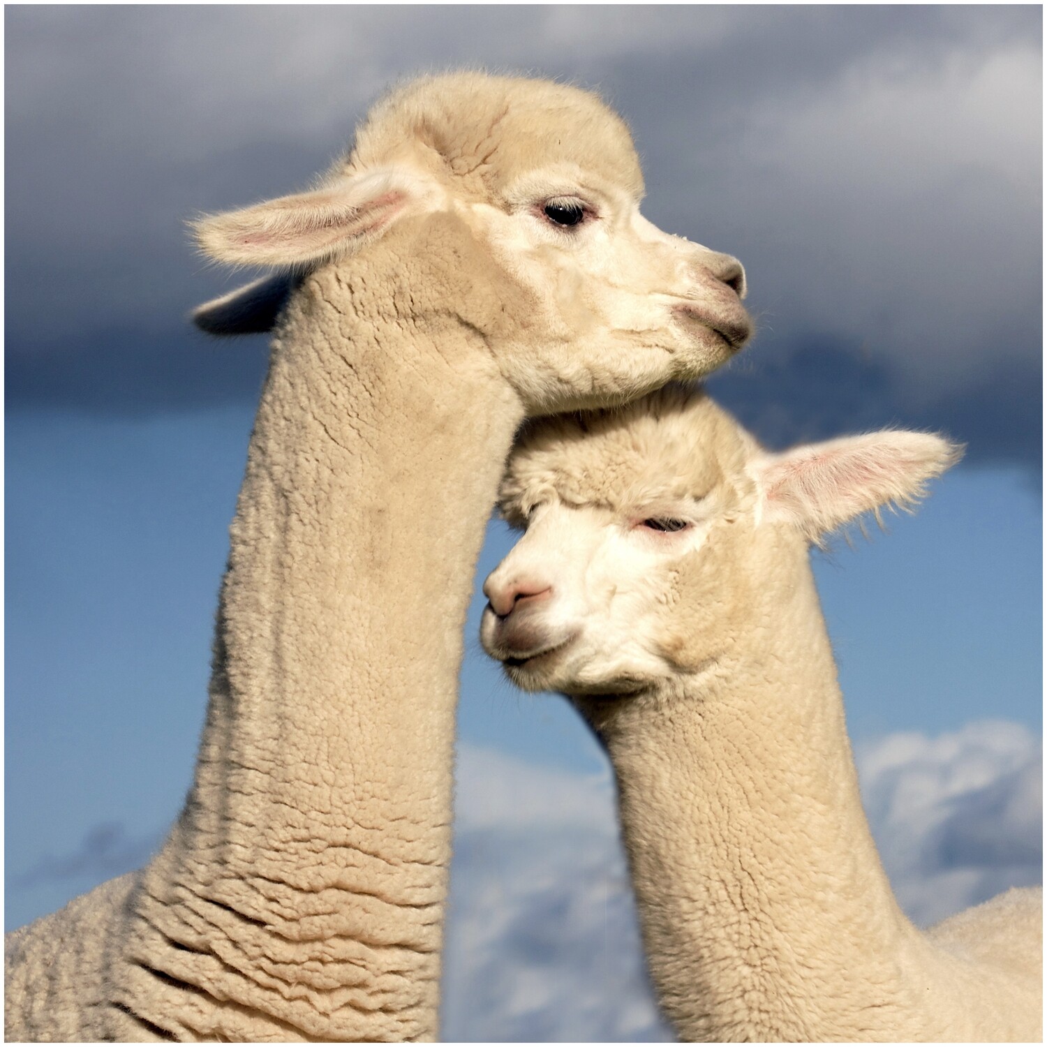 Alpaca I