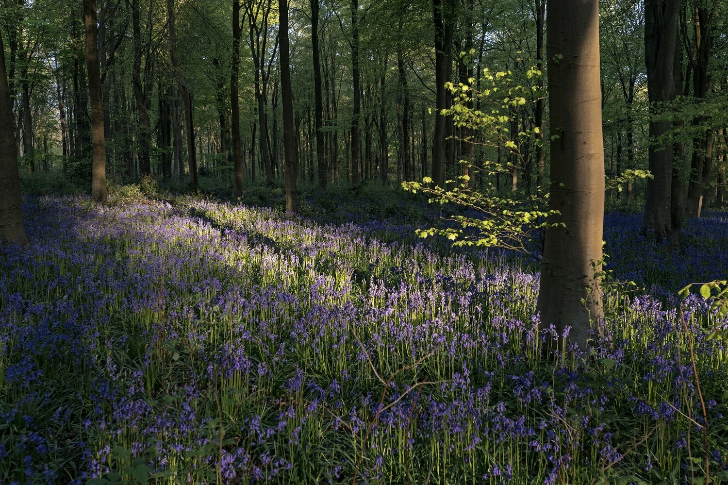 Bluebells