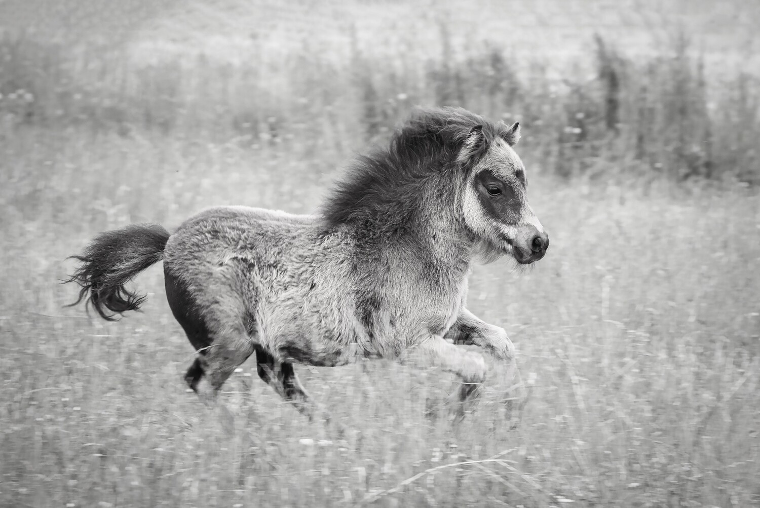 Foot Loose and Fancy Free