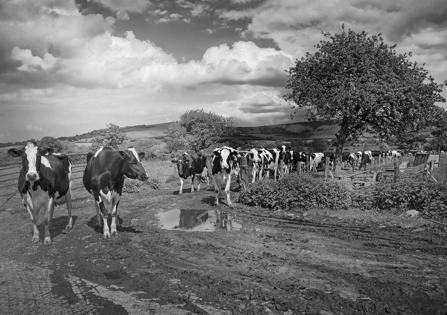 The Herd I