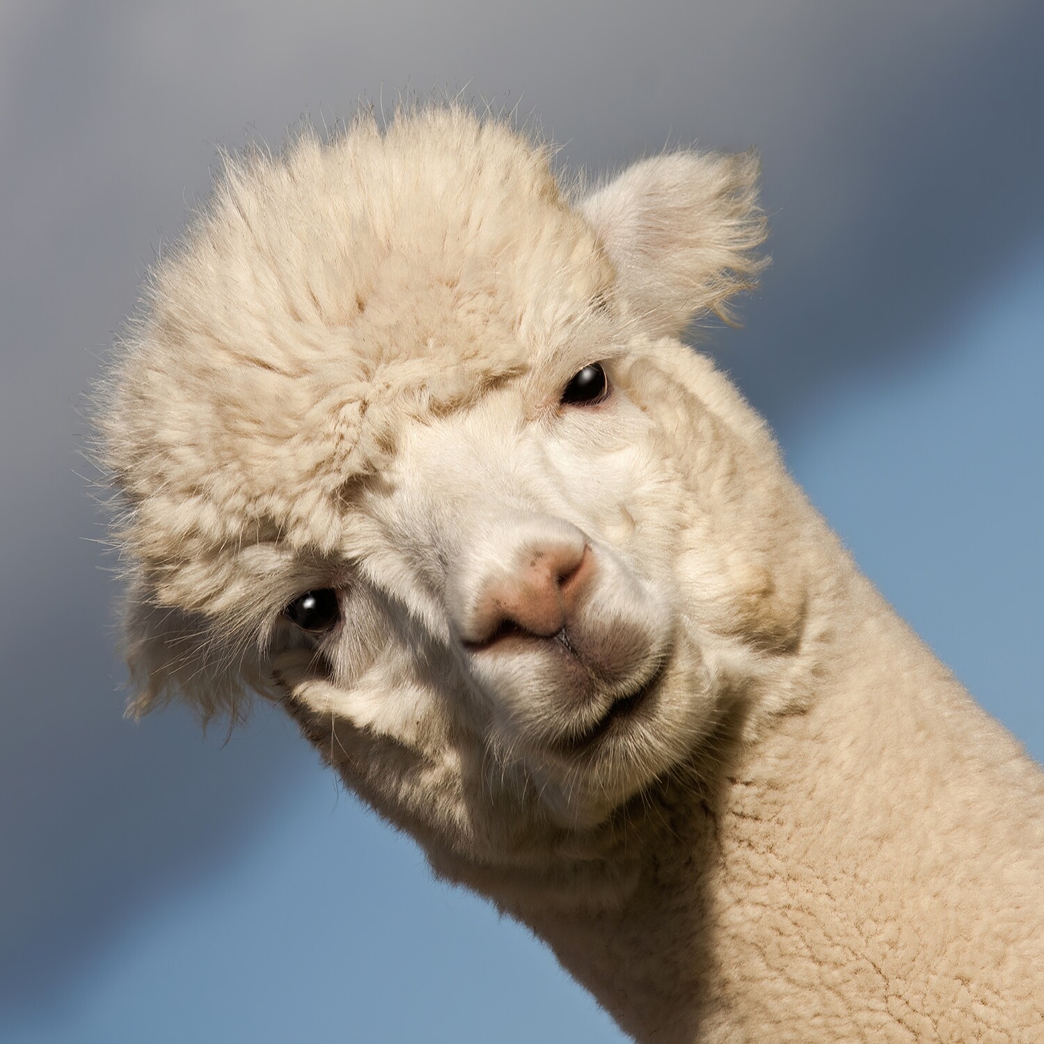 Alpaca II