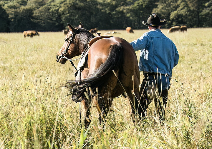 The Rustler