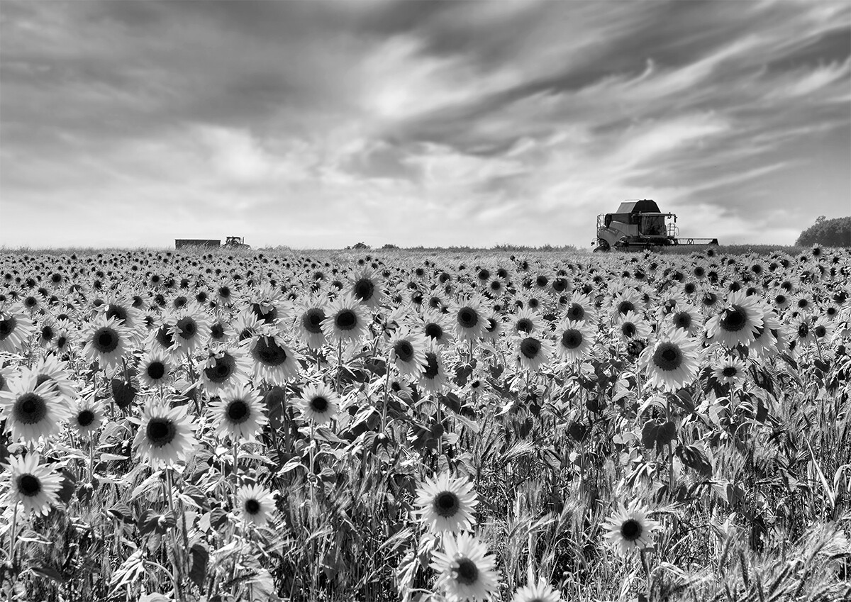Wheat Harvest and Sunflowers