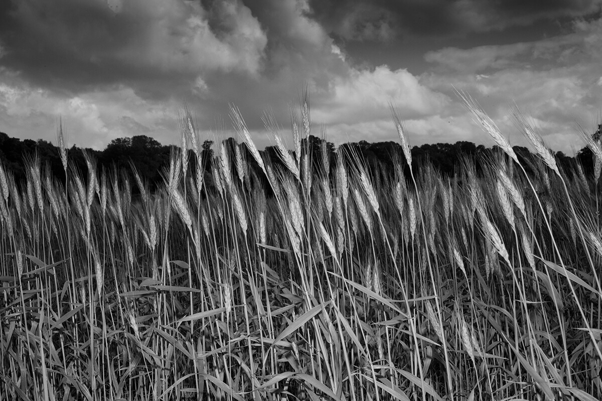 Barley