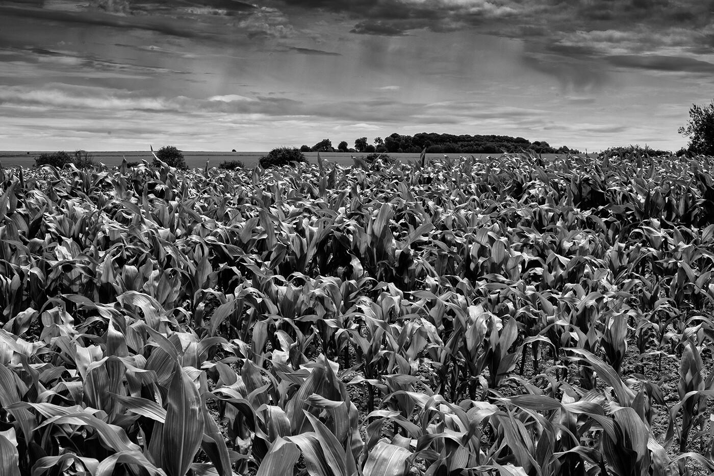 Maize