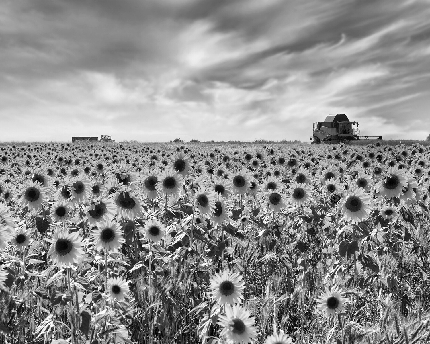 Wheat Harvest and Sunflowers