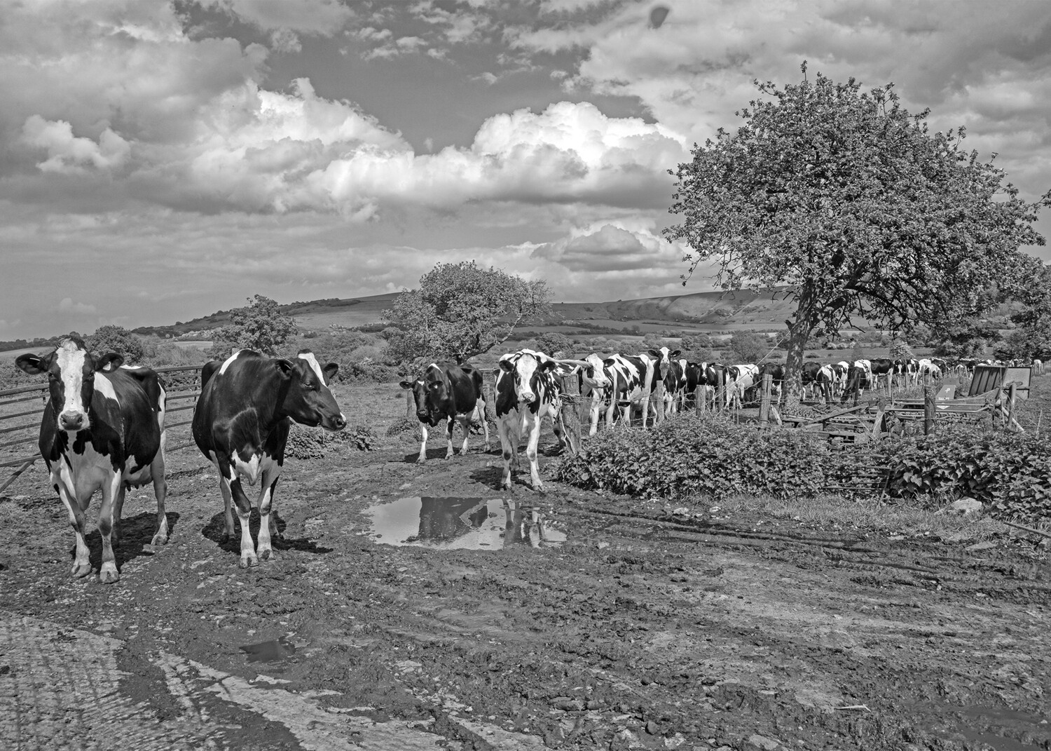 The Herd I