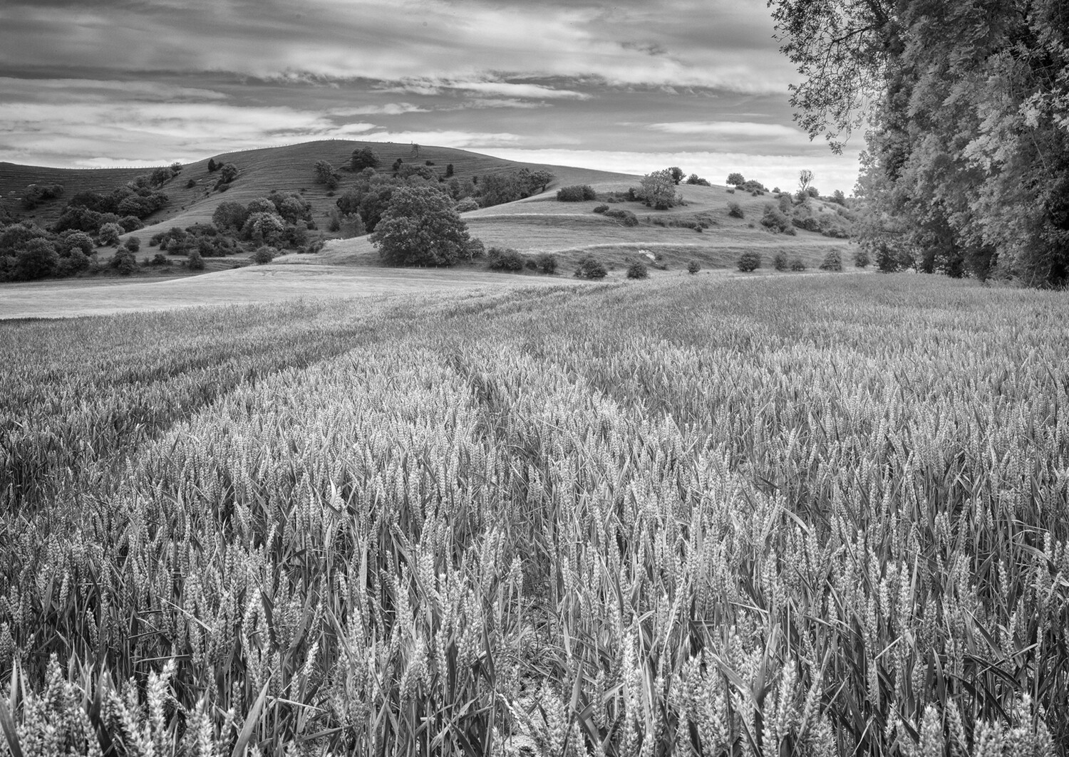 Wheat