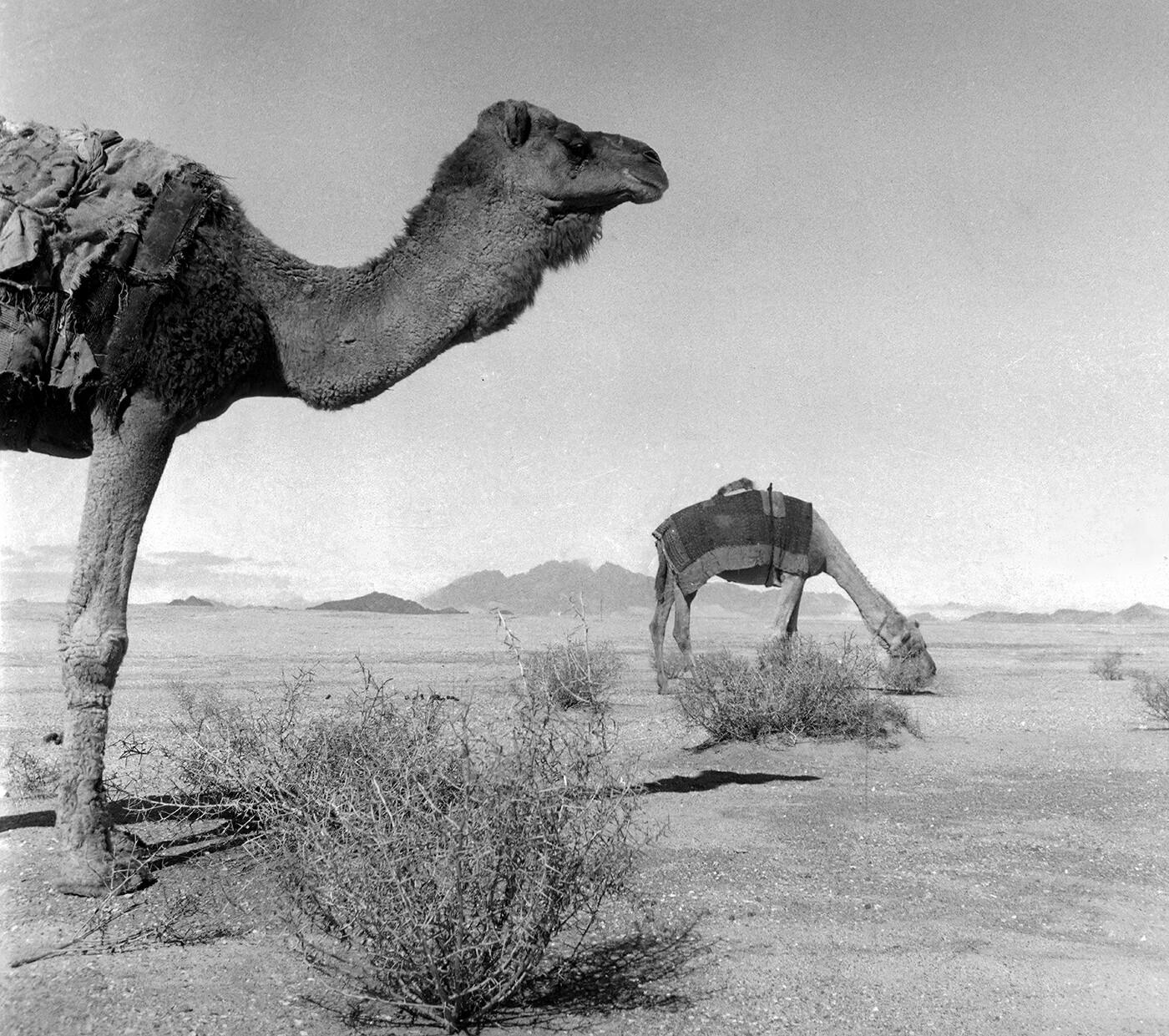 Camels