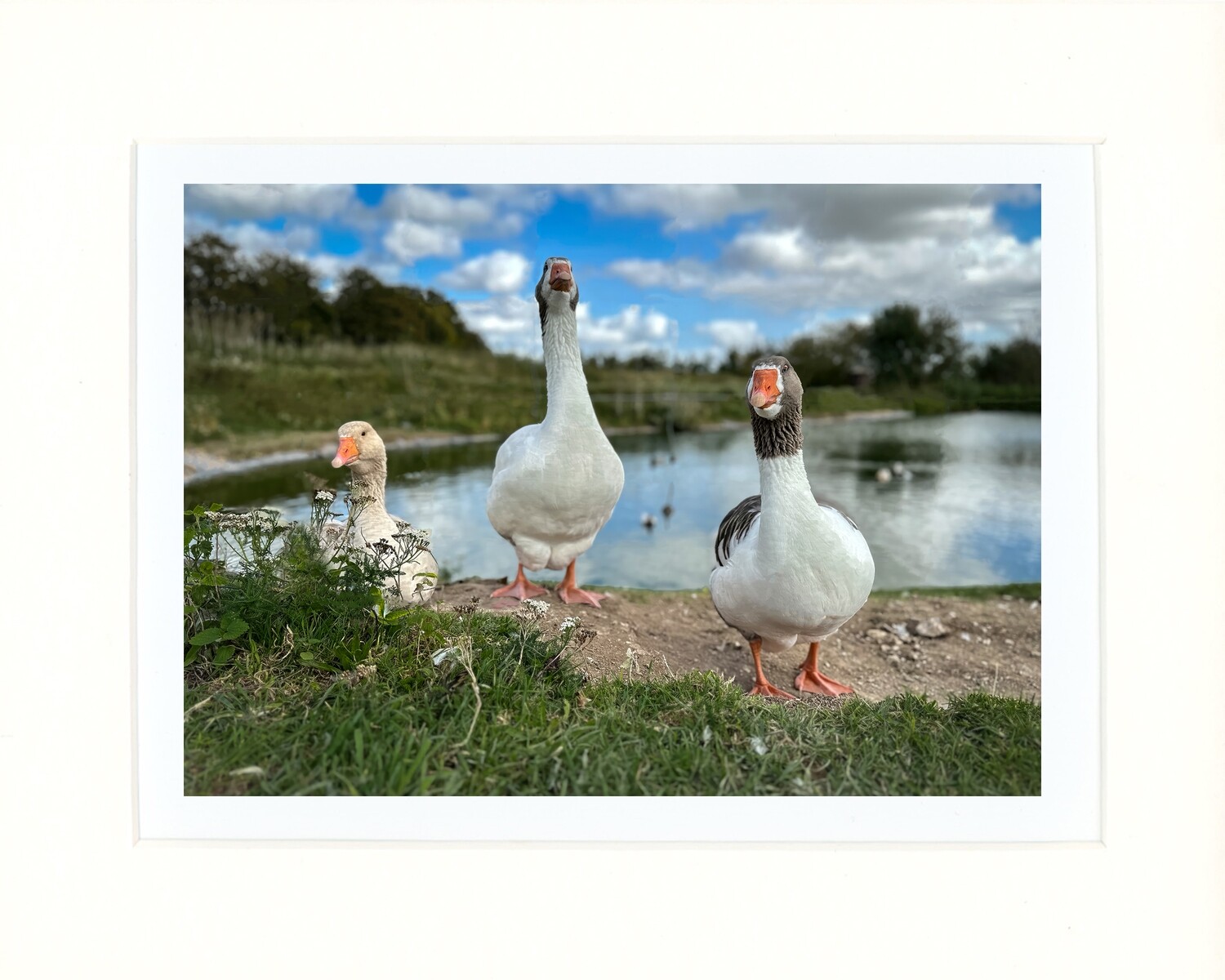 A Gaggle of Geese