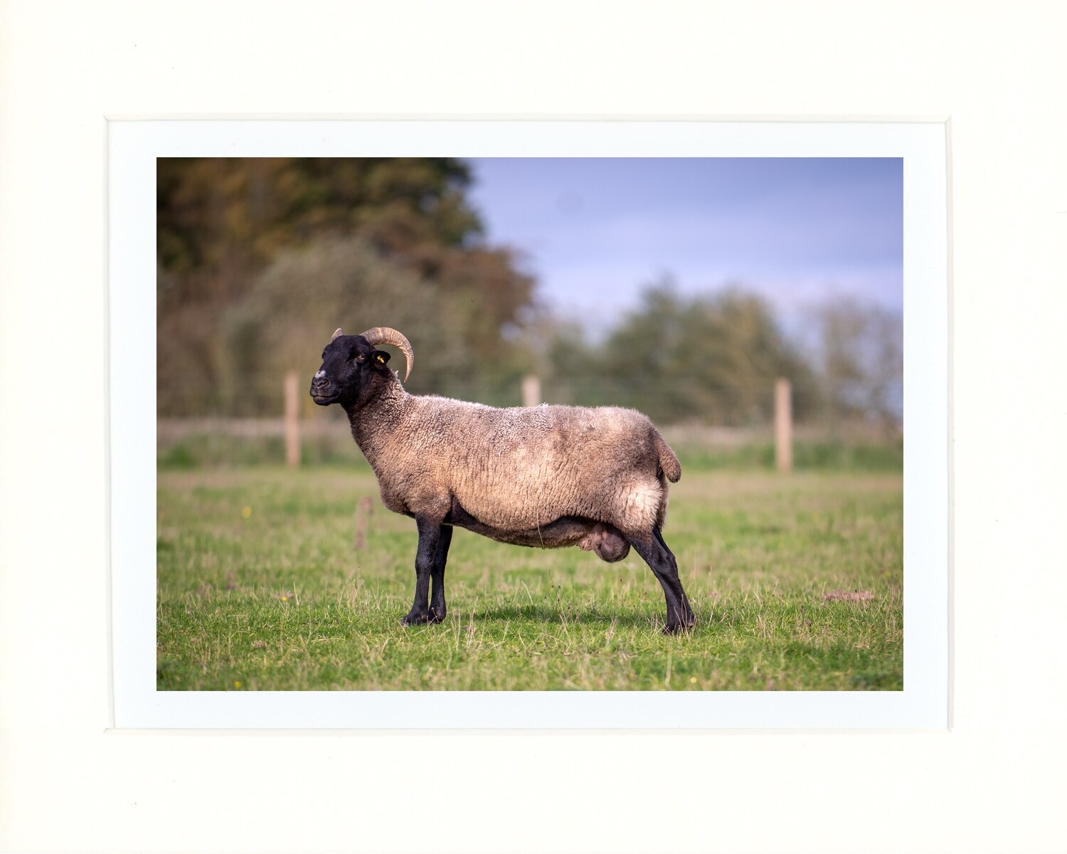 Norfolk Horn