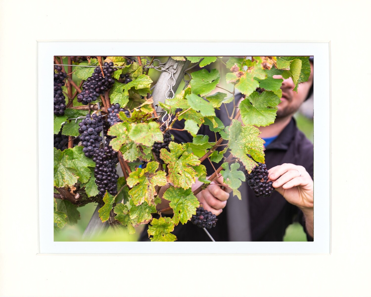 Grape Harvest