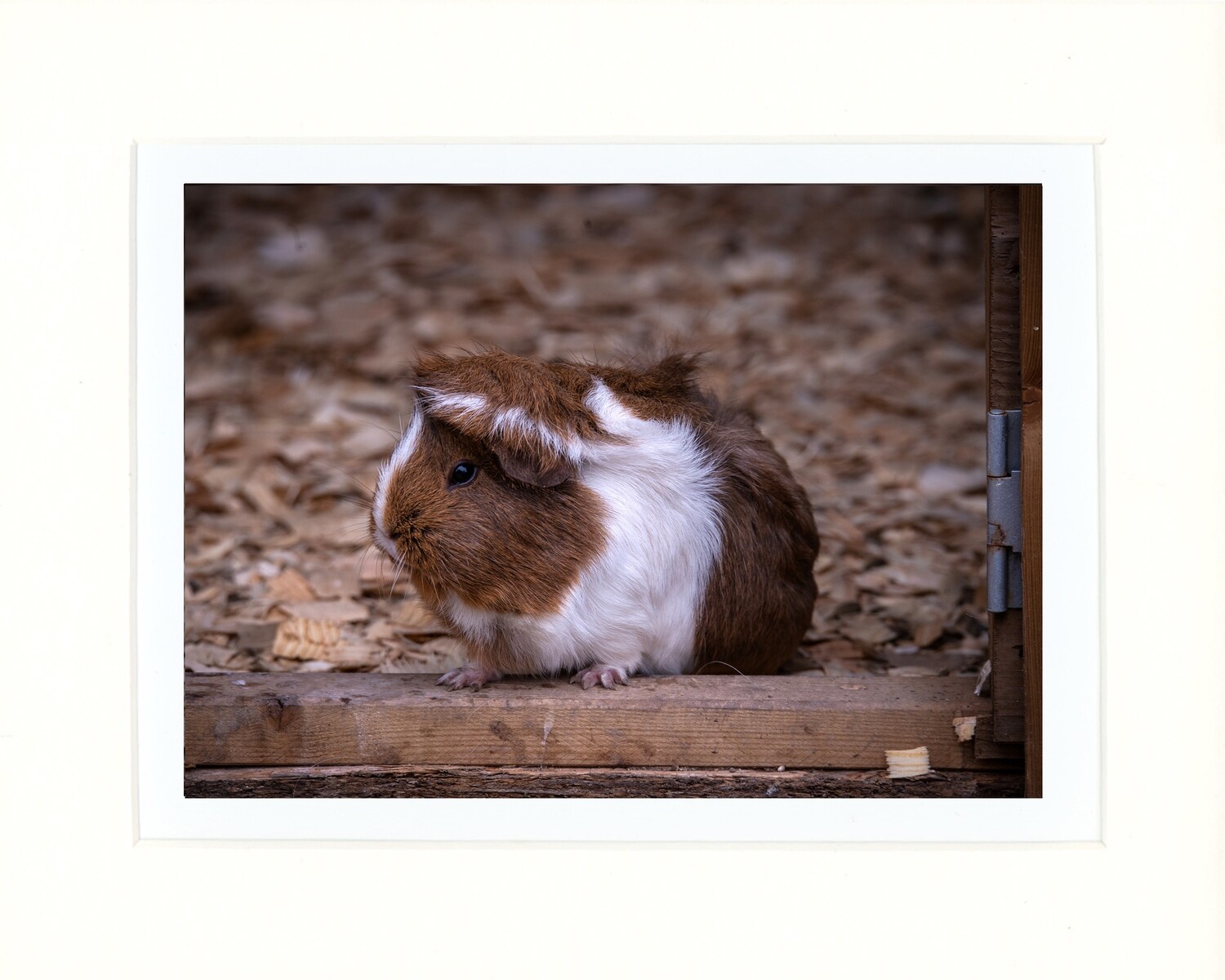 Guinea Pig