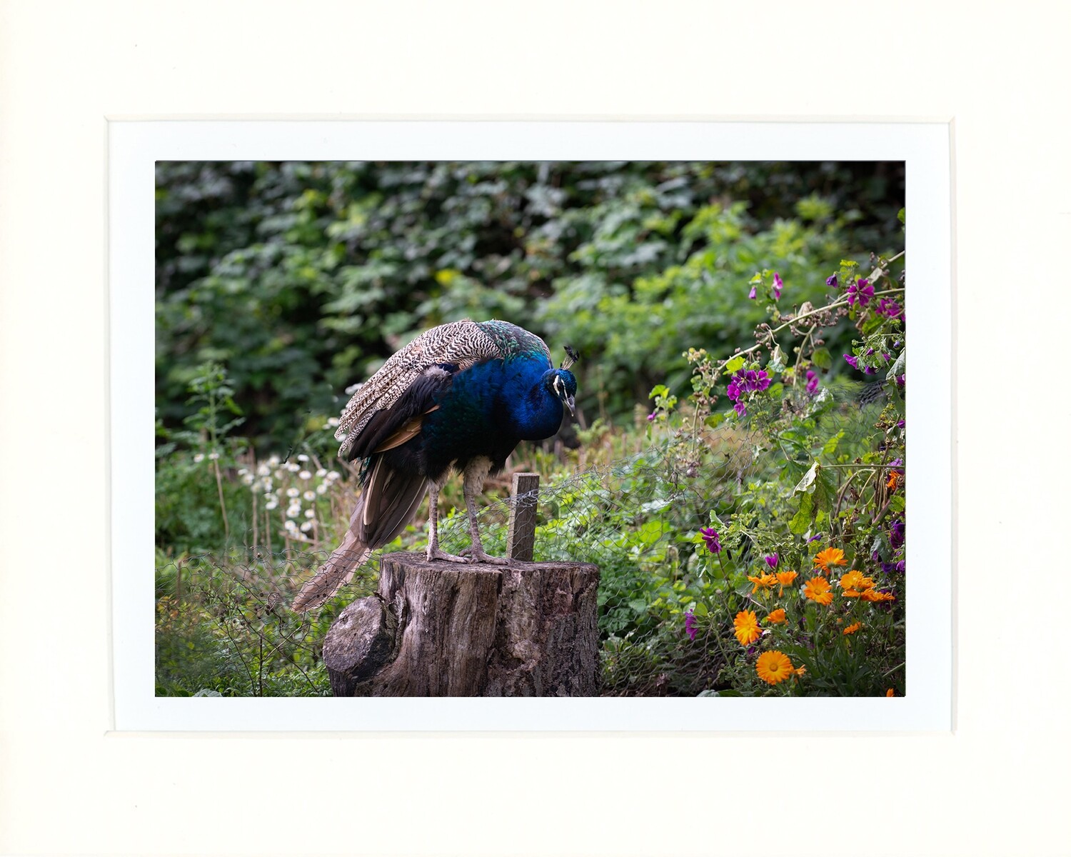 Wild Peacock