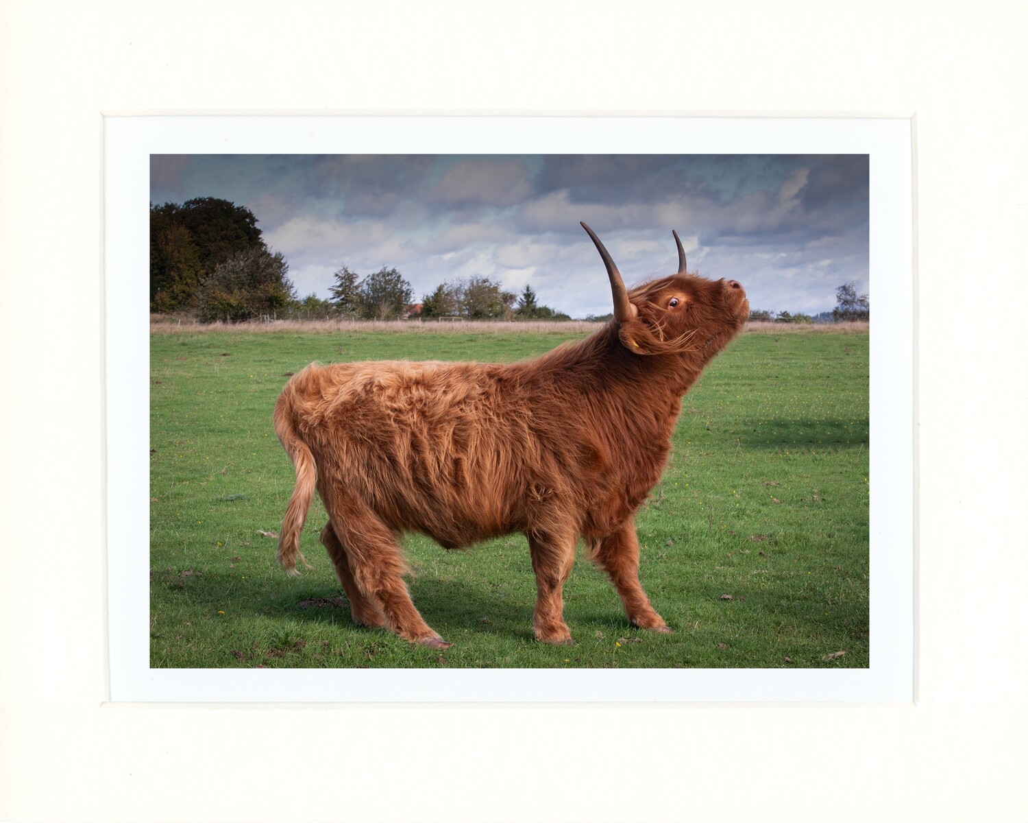 Angus