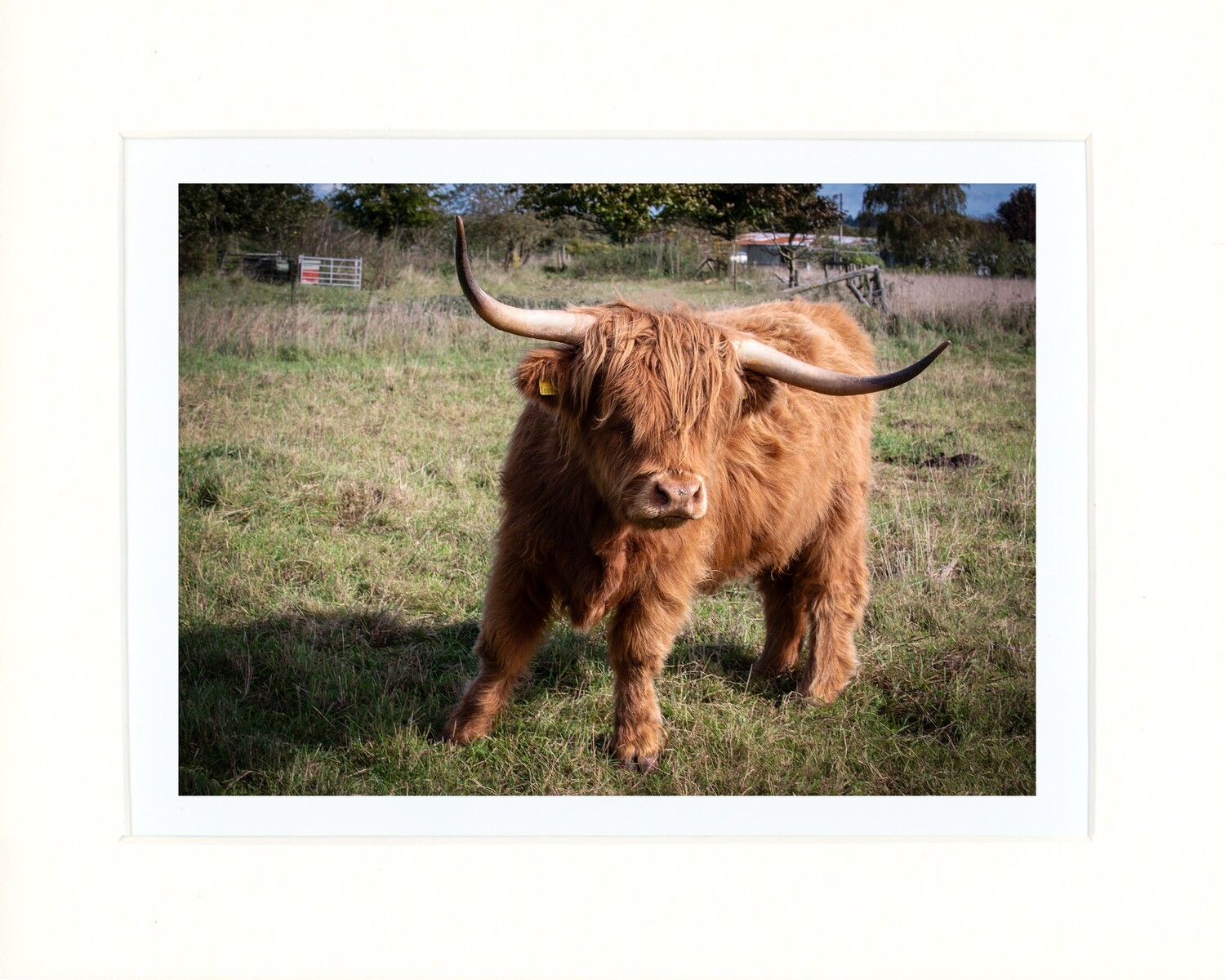 A Bit Moo-dy