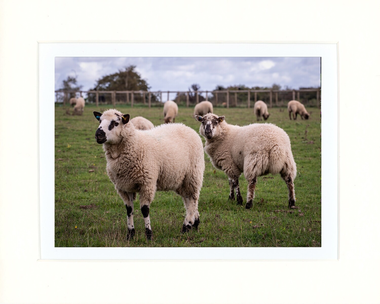 Fabulous Flock