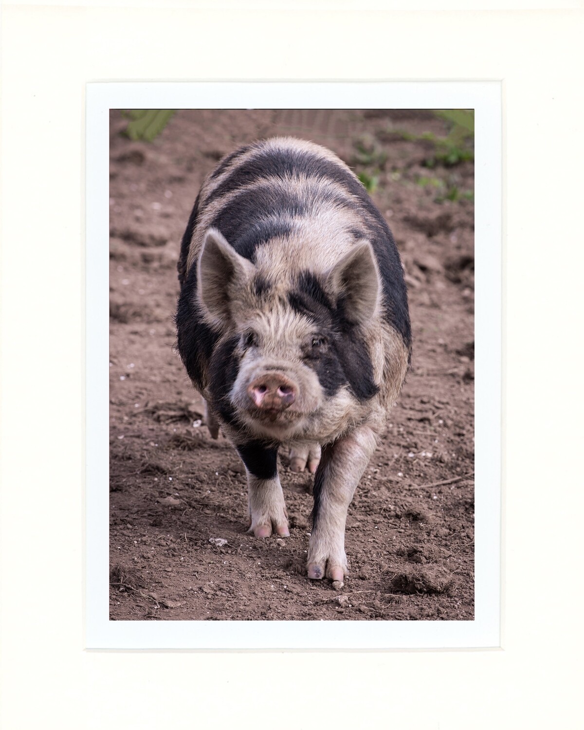 Kunekune Pig