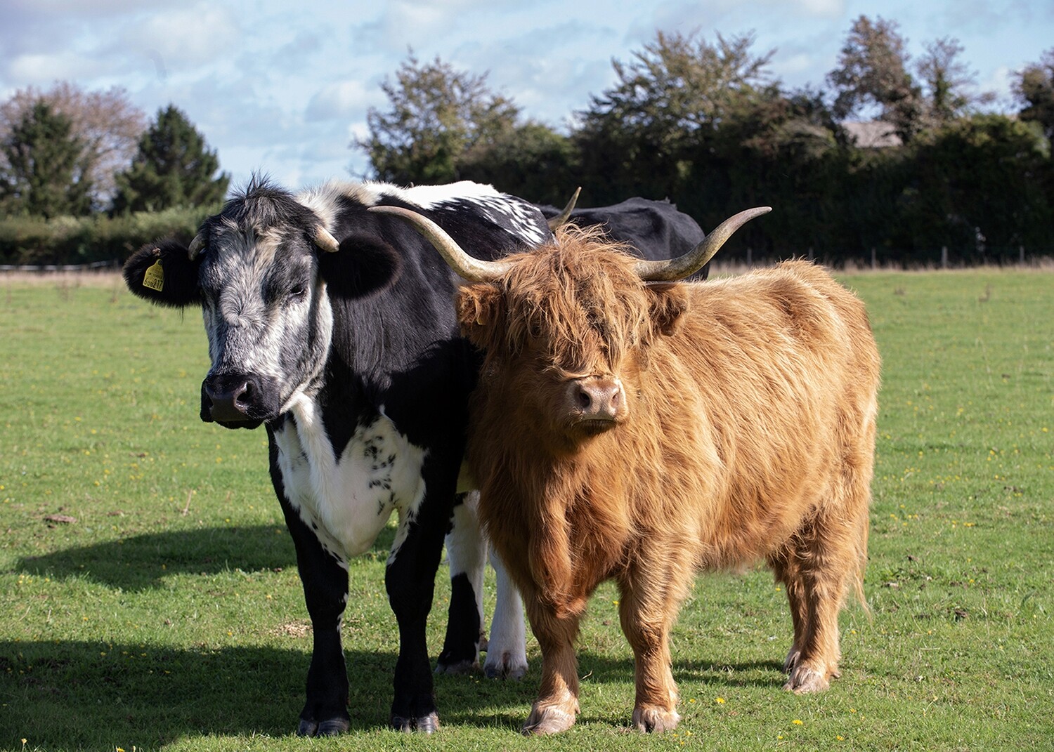 Best Mates