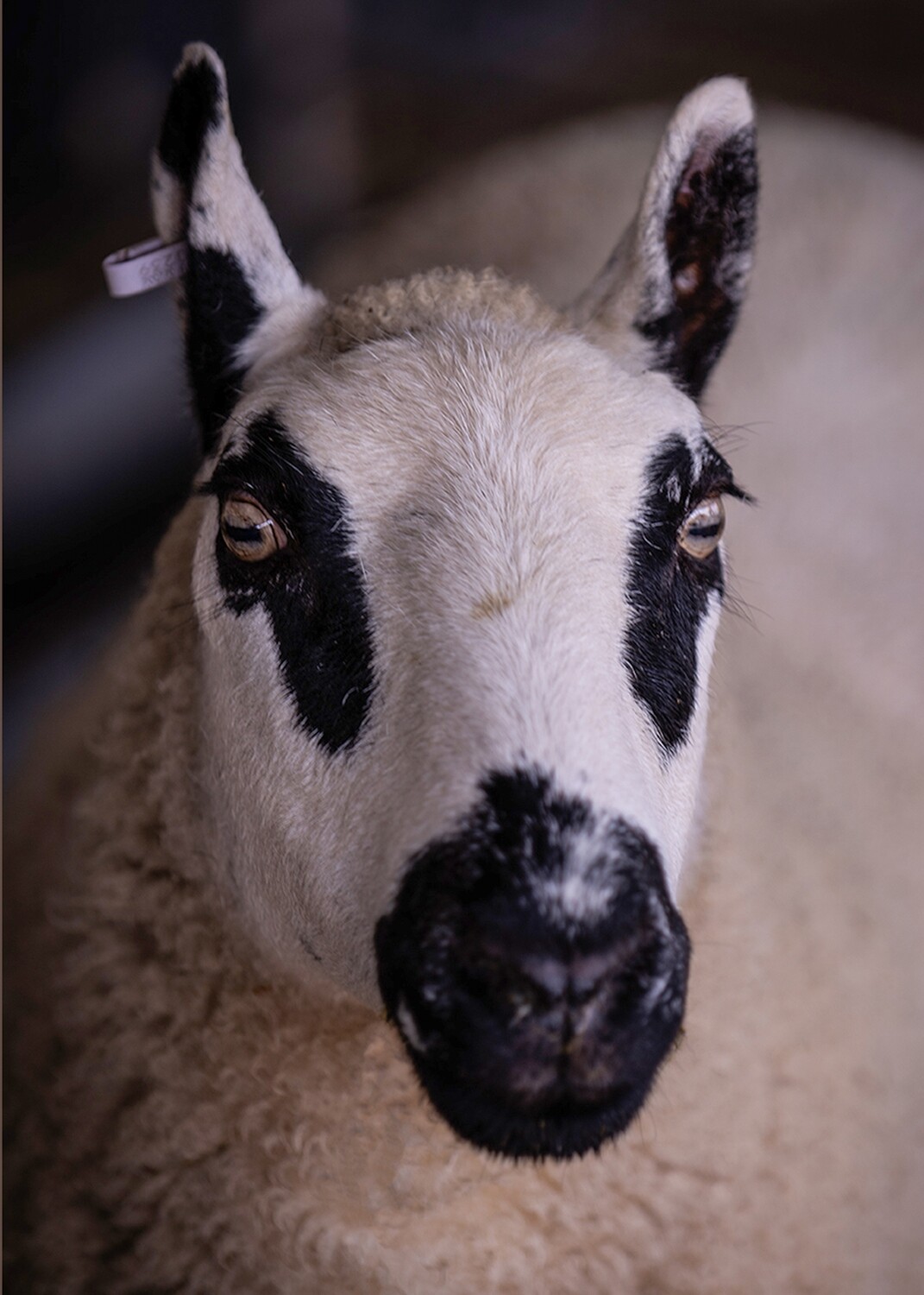 Kerry Hill Sheep