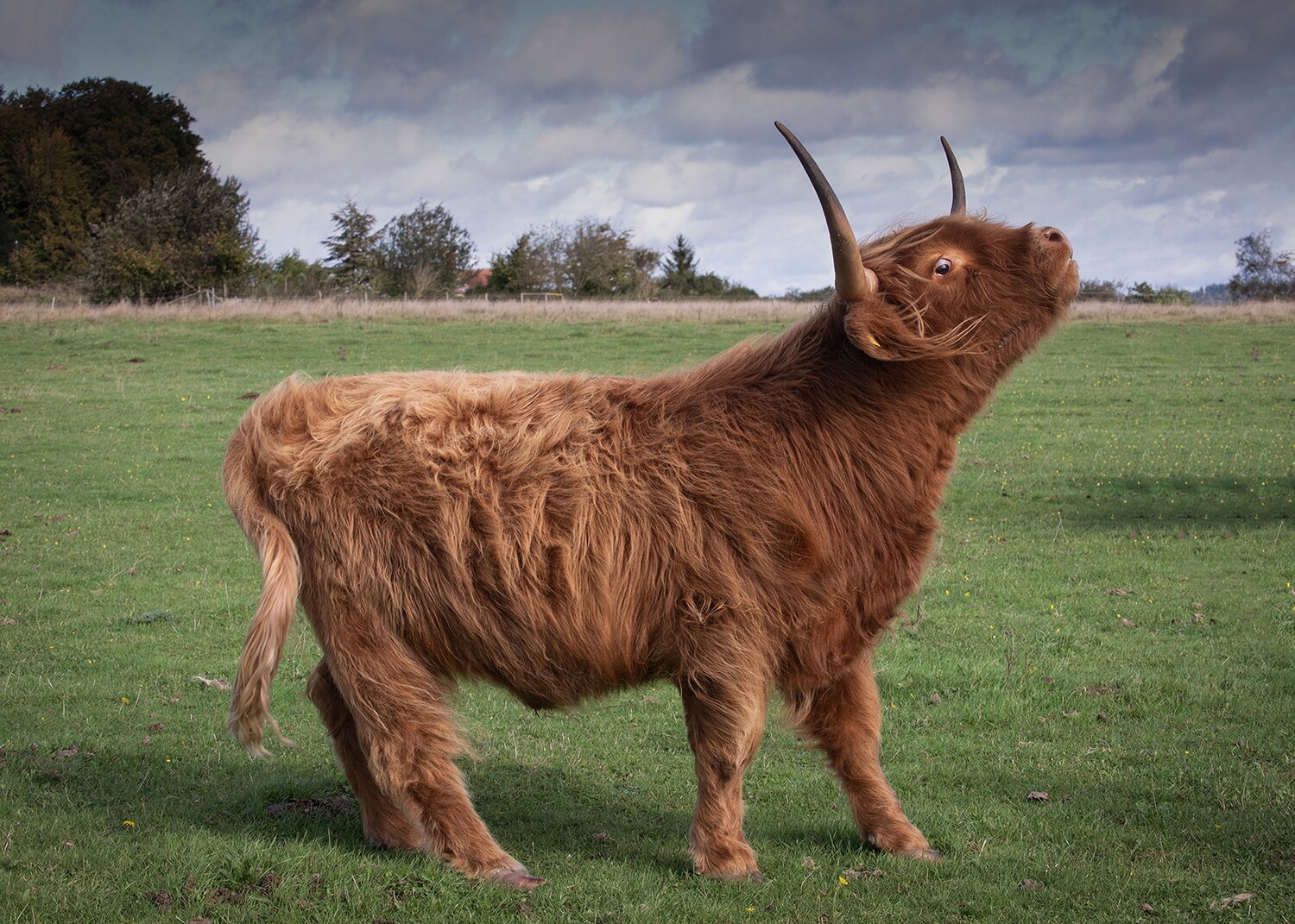 Angus