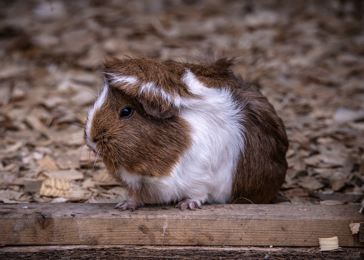 Guinea Pig