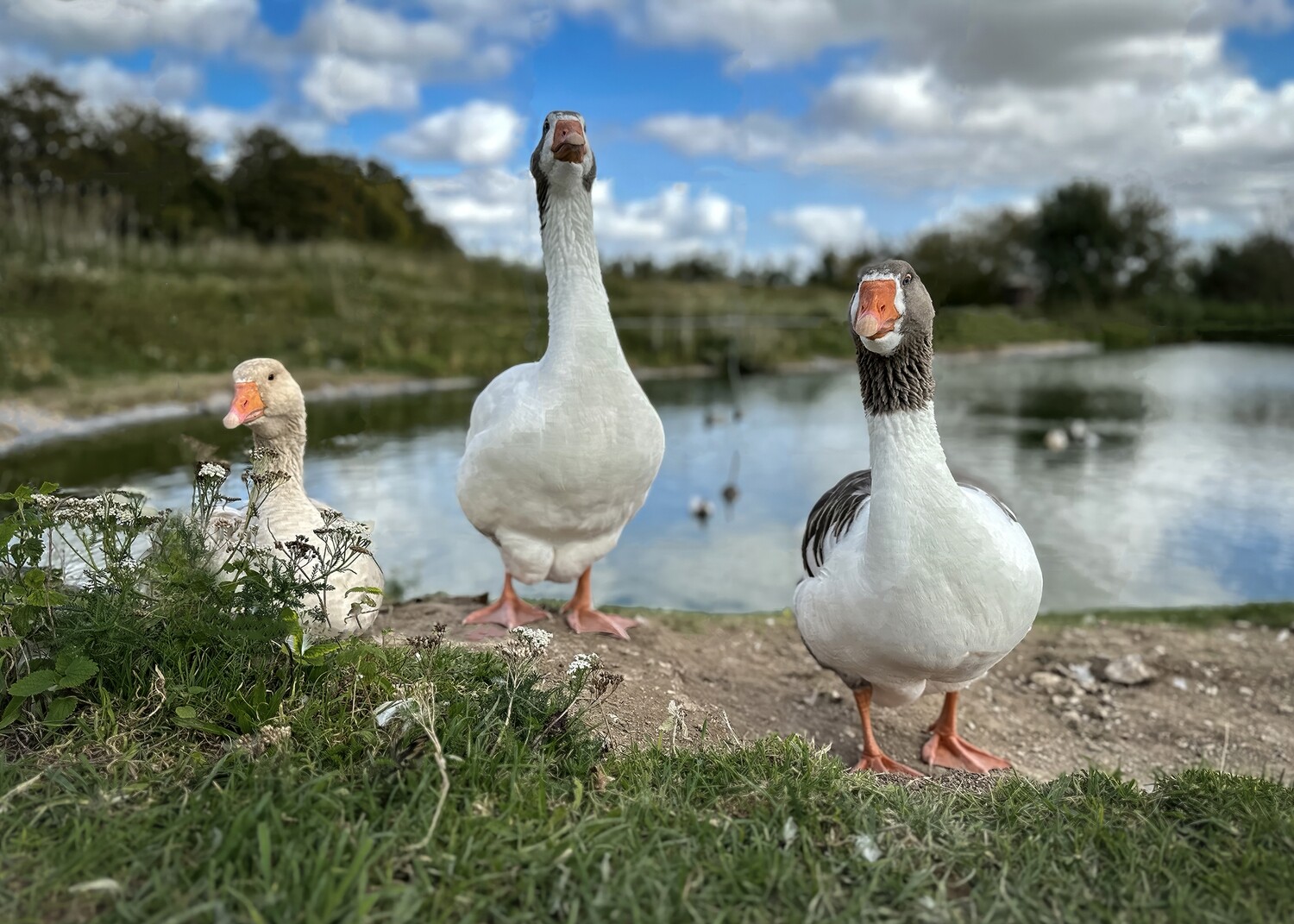 A Gaggle of Geese