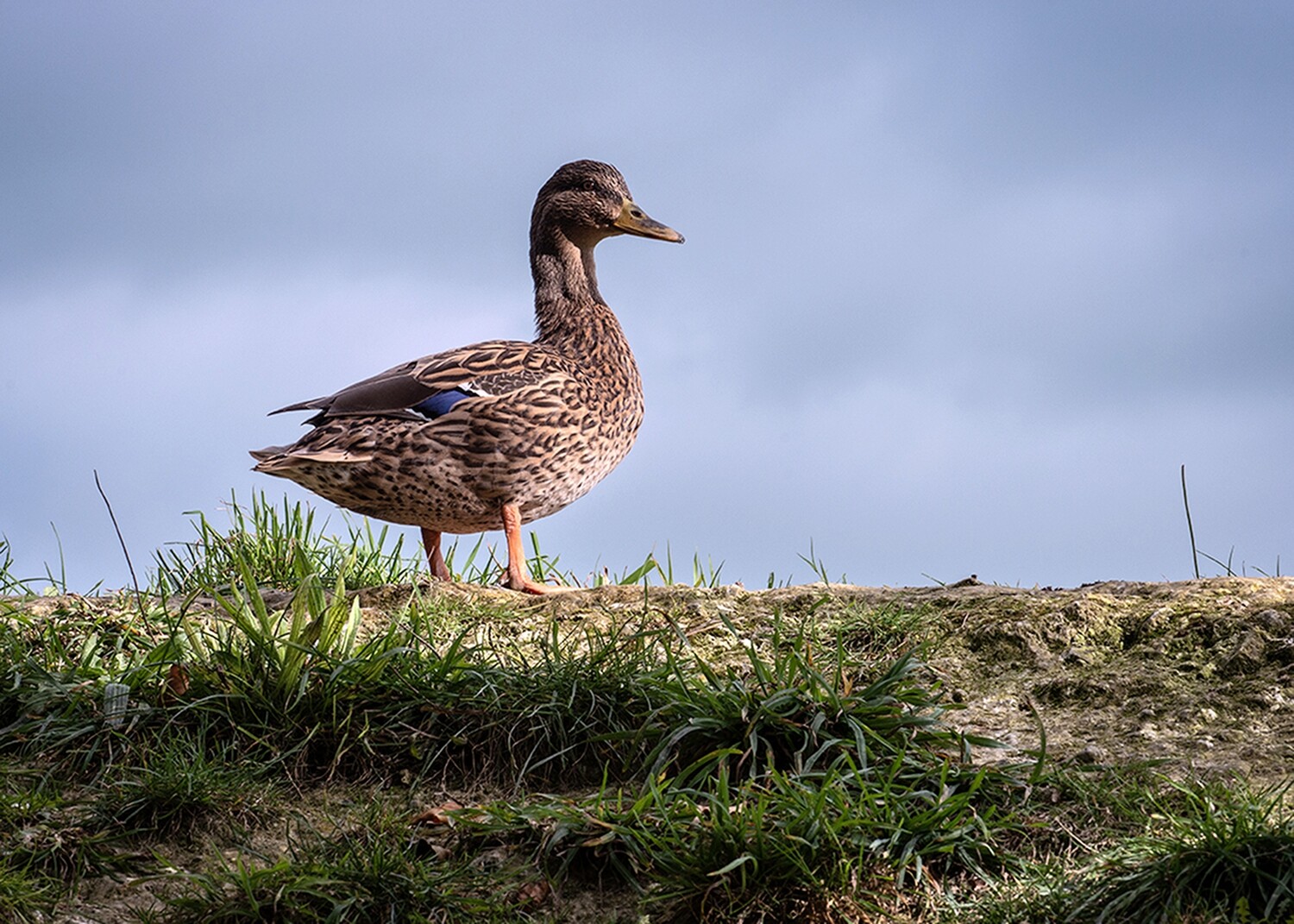 Duck on Goat Mountain