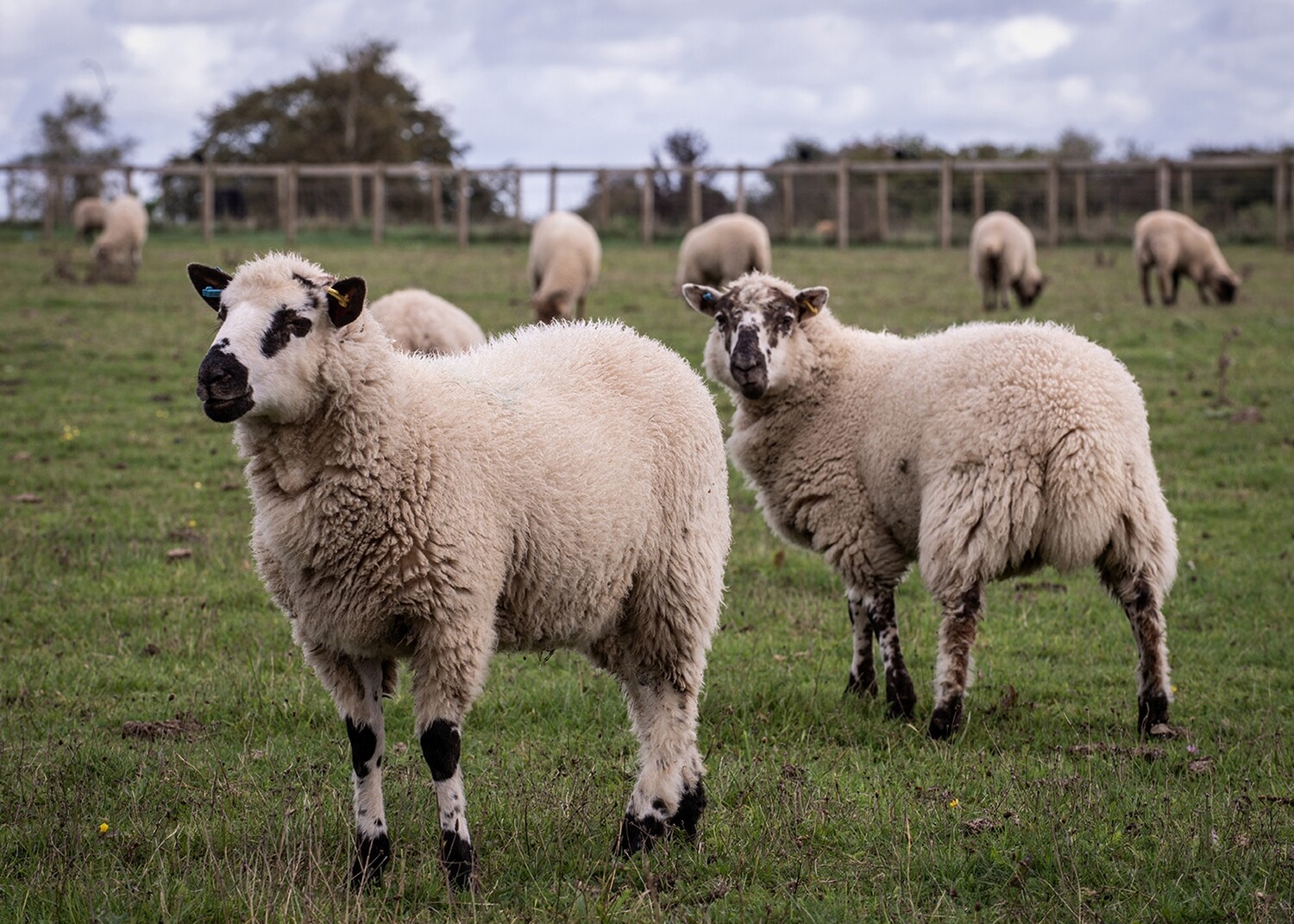 Fabulous Flock