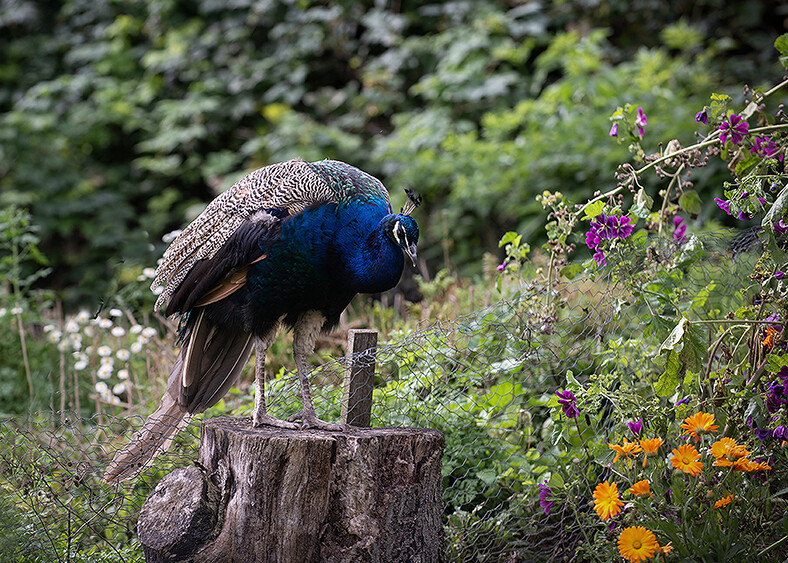 Wild Peacock