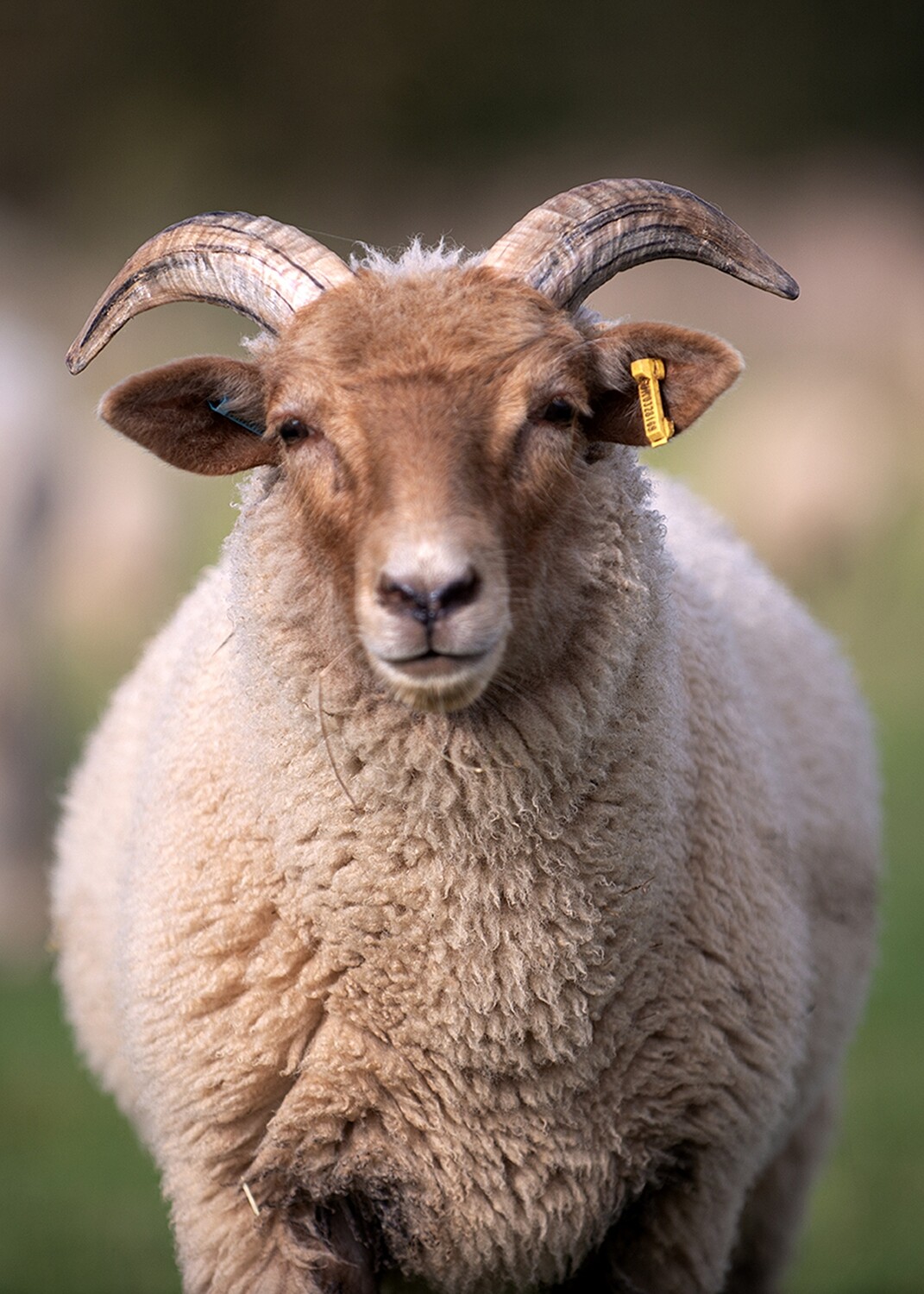 Portland Sheep