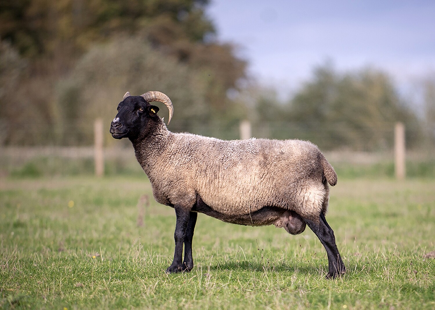 Norfolk Horn